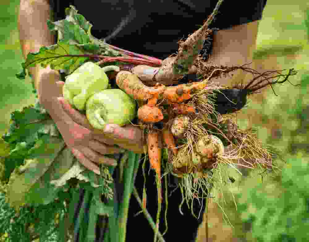 Axon Crops Care